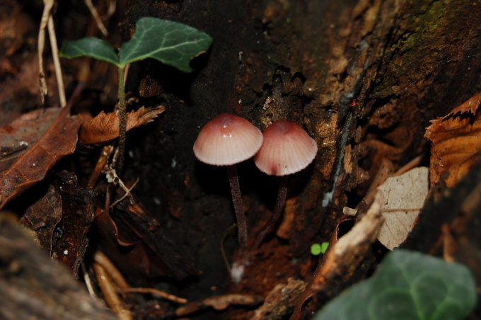 Fungo a lamelle su legno